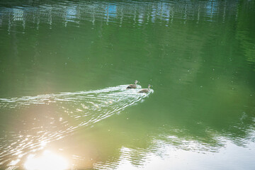 호수를 가로질러 가는 청둥오리