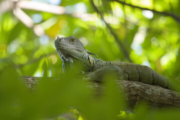 Leguan auf Ast