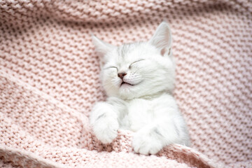 Fototapeta na wymiar A gray-white striped kitten of the British breed sleeps on a knitted pink plaid. Pets. Lifestyle. Tenderness