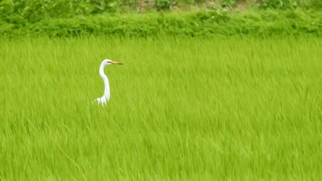 田植えが終わって2か月も経つとどこからかサギたちが集まります