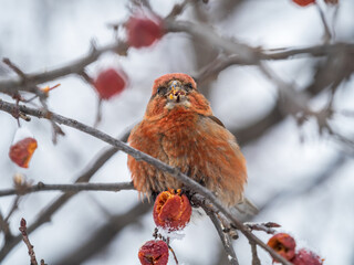 Red Crossbill male sitting on the tree branch and eats wild apple berries. Crossbill bird eats berries.