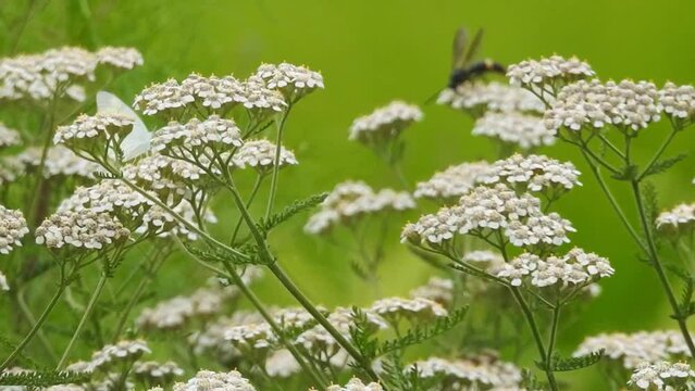 珍しい「アジョワン」の花です。アジョワンというスパイスはあまり知られていませんがインドではどこの家庭にもあります。