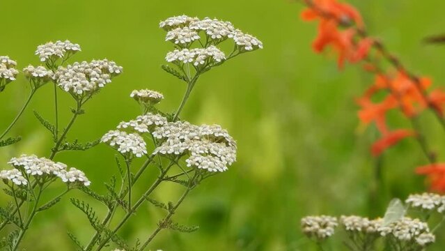 珍しい「アジョワン」の花です。アジョワンというスパイスはあまり知られていませんがインドではどこの家庭にもあります。