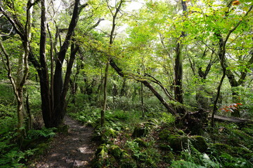 fascinating dense forest in the sunlight