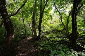 refreshing dense forest in the sunlight