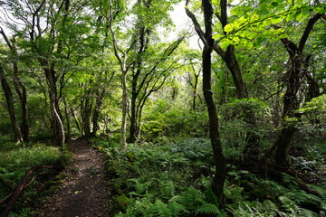 Naklejka premium refreshing dense forest in the sunlight
