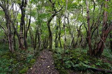 autumn pathway through thick wild forest