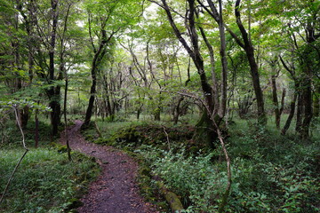 autumn pathway through thick wild forest