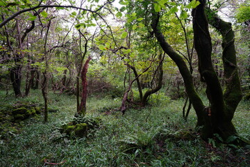 old mossy trees in deep forest