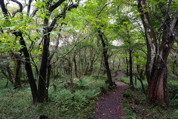 autumn pathway through thick wild forest