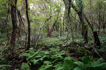 primeval forest with old trees and vines and fern