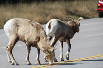 mountain goat on the ground