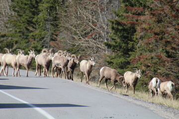 Herd On The Move, Jasper National Park, Alberta