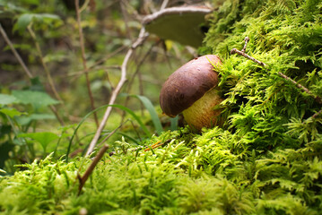 Wild Boletus Mushroom growing on lush green moss