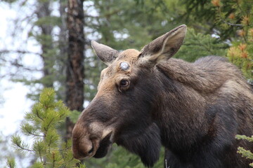 Alert Moose, Jasper National Park, Alberta