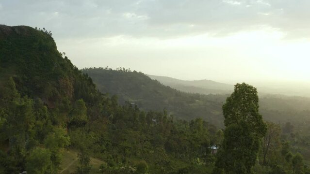 Aerial shot flying between the trees of a plantation at sunset, in Ethiopia