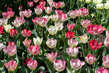 Pink and white tulips in the garden