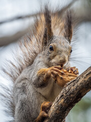 The squirrel with nut sits on a branches in the spring or summer.