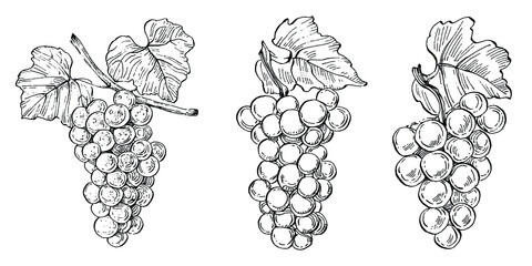 Hand drawn Grape floral logo, frame, border, promo element. Brand emblem template. Minimalistic monogram. Rustic elegant trademark or logotypes background.
