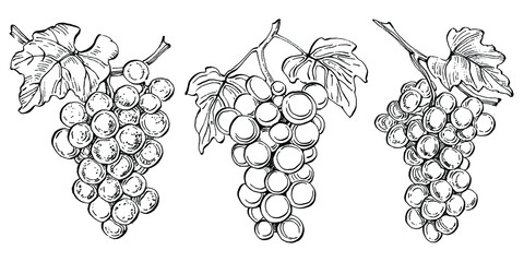 Hand drawn Grape floral logo, frame, border, promo element. Brand emblem template. Minimalistic monogram. Rustic elegant trademark or logotypes background.