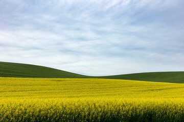 yellow field of canola flowers or rapeseed field against a green wheat field.