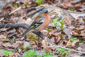 Common chaffinch, Fringilla coelebs, sits on the ground in spring. Common chaffinch in wildlife.