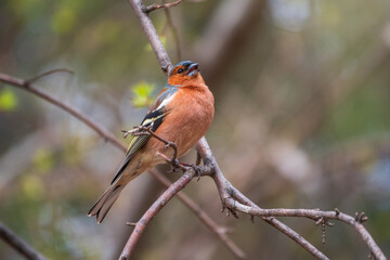 Common chaffinch, Fringilla coelebs, sits on a tree. Common chaffinch in wildlife.