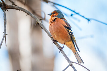 Common chaffinch, Fringilla coelebs, sits on a tree. Common chaffinch in wildlife.