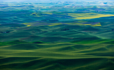 lush green  rolling hills of farm land of wheat and rapeseed during summer .  abstract like landscape of different hues of green and other colors  in East Washington.