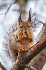 The squirrel with nut sits on a branches in the spring or summer.