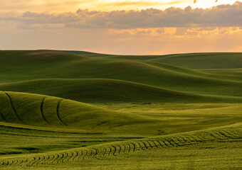 Obraz premium lush green rolling hills of farm land of wheat and rapeseed during summer . abstract like landscape of different hues of green and other colors in East Washington.