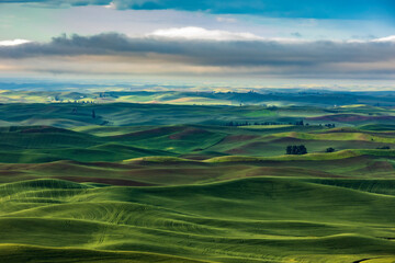 lush green  rolling hills of farm land of wheat and rapeseed during summer .  abstract like landscape of different hues of green and other colors  in East Washington.