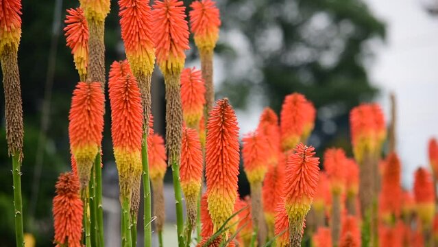 トーチリリー」の写真素材 | 42件の無料イラスト画像 | Adobe Stock