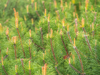 Green small pine trees with fresh shoots in spring or summer