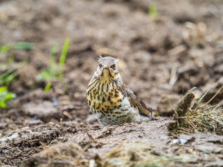 Fototapeta premium A fieldfare chick, Turdus pilaris, has left the nest and sitting on the spring lawn. A fieldfare chick sits on the ground and waits for food from its parents.