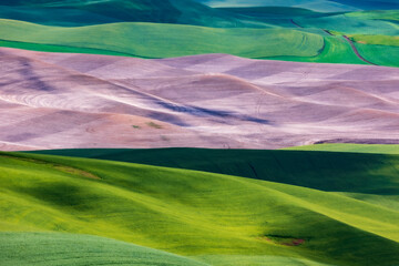 Obraz premium lush green rolling hills of farm land of wheat and rapeseed during summer . abstract like landscape of different hues of green and other colors in East Washington.
