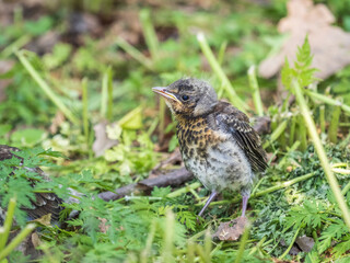 A fieldfare chick, Turdus pilaris, has left the nest and sitting on the spring lawn. A fieldfare...