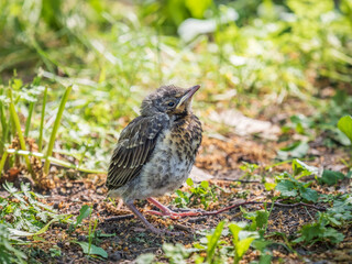 A fieldfare chick, Turdus pilaris, has left the nest and sitting on the spring lawn. A fieldfare...