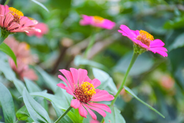 Obraz premium field pink zinnias blooming in a Thai public park Thailand.