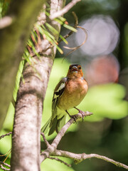 Common chaffinch, Fringilla coelebs, sits on a branch in spring on green background. Common chaffinch in wildlife.