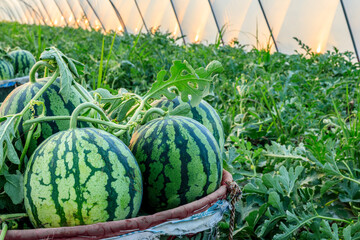 Fresh watermelon fruit just picked in the watermelon field. Agricultural watermelon field. Watermelon harvest season in summer.