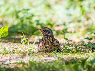 Fototapeta premium A fieldfare chick, Turdus pilaris, has left the nest and sitting on the spring lawn. A fieldfare chick sits on the ground and waits for food from its parents.