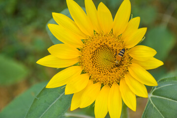 Sunflowers and petals in bloom, bees swarm in the garden