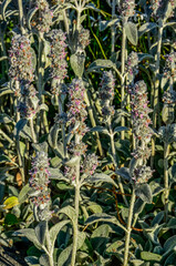 Flowering Woolly hedgenettle (Stachys byzantina) plants in summer garden
