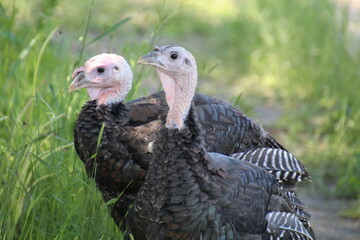 Turkeys In Grass, Fort Edmonton Park, Edmonton, Alberta