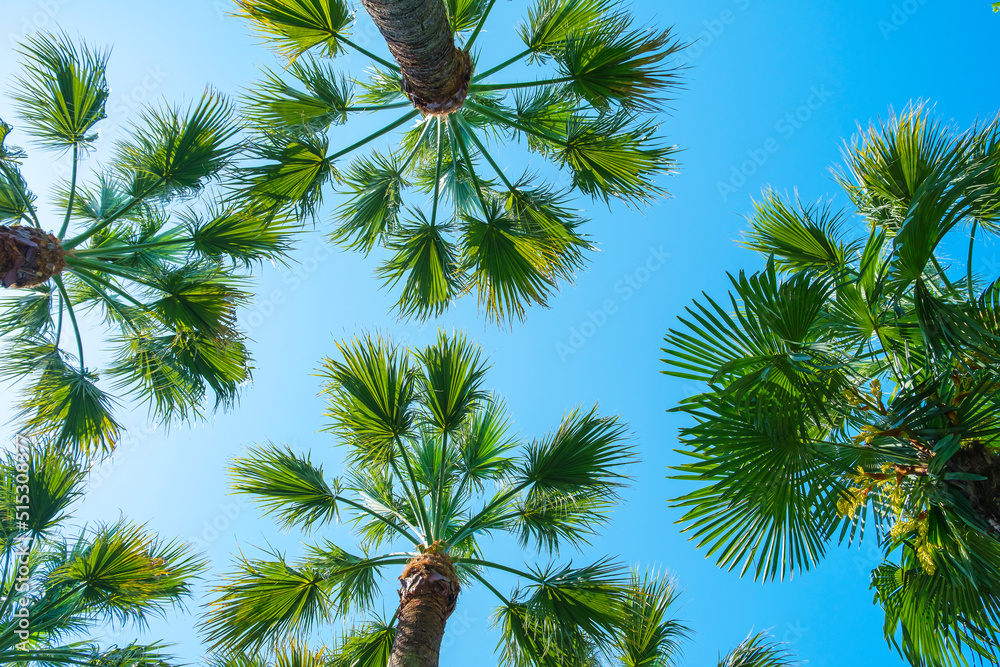 Wall mural leaves and tops of palm tree against blue sky. washingtonia robusta strong. exotic tropical palm tre