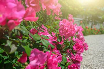 Bush of pink roses, pink alley, a magnificent blossom path of many beautiful flowers at sunny summer day. Gardening, floristry, landscaping concept. For covers, postcards, copy space