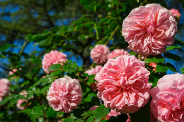 Lush bush of pink coral roses, beautiful blossom flowers hanging at sunny summer day. Gardening, floristry, landscaping concept. For covers, postcards, copy space