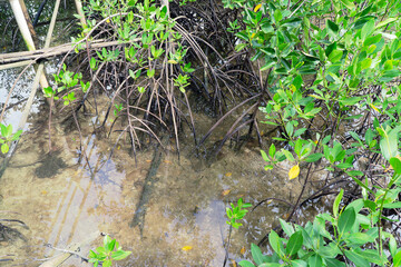 tree roots in the forest