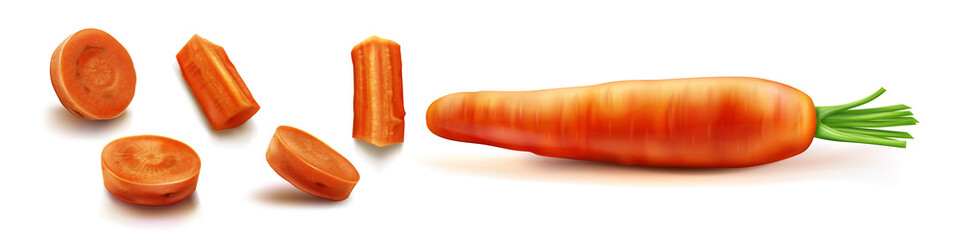 Carrot vector isolated illustration. Orange vegetable with green leaves and shadow in realistic style on white background. Chopped round slices and sticks or bars